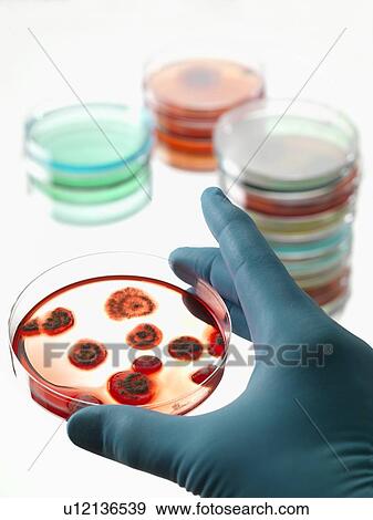 Microbiology research View Large Photo Image Stock Photo - Microbiology research. Fotosearch