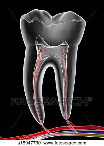 Stock Image - Molar tooth. Fotosearch
