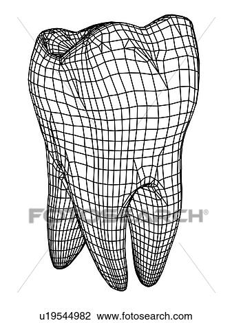 Molar tooth View Large Photo Image Stock Image - Molar tooth. Fotosearch