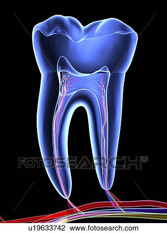 Molar tooth View Large Photo Image Stock Image - Molar tooth. Fotosearch
