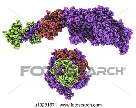 Stock Image - Molecular motor protein. Fotosearch