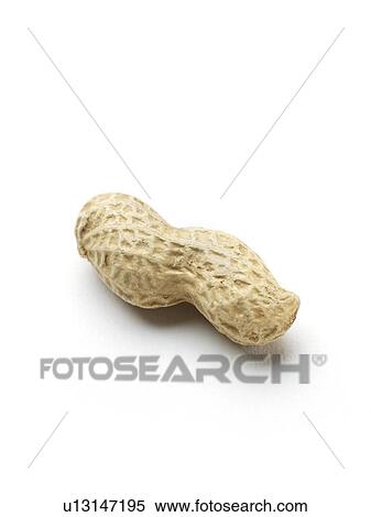 Monkey nut View Large Photo Image Stock Photography - Monkey nut. Fotosearch