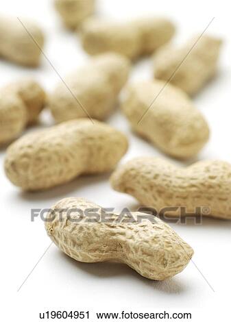 Stock Image - Monkey nuts. Fotosearch