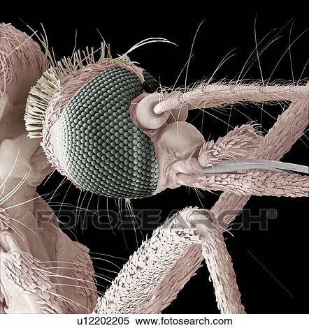 Stock Photography - Mosquito head, SEM. Fotosearch
