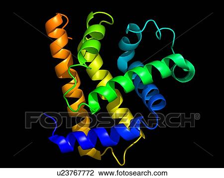 Myoglobin molecule View Large Photo Image Stock Image - Myoglobin molecule. Fotosearch