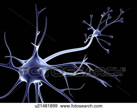 Stock Photo - Nerve cell. Fotosearch