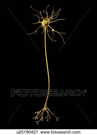 Nerve cell View Large Photo Image Stock Photo - Nerve cell. Fotosearch