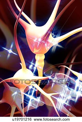Stock Photograph - Nerve cells, artwork. Fotosearch