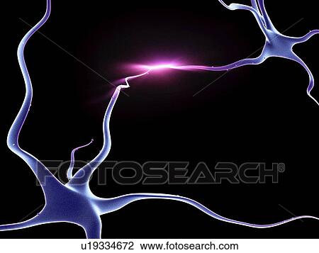 Nerve cells, neurons connected View Large Photo Image Stock Image - Nerve cells, neurons connected. Fotosearch