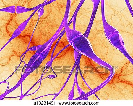 Nerve synapses, artwork View Large Photo Image Stock Image - Nerve synapses, artwork. Fotosearch
