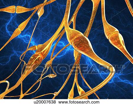 Stock Photo - Nerve synapses, artwork. Fotosearch