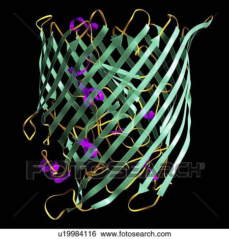 Outer membrane receptor protein molecule View Large Photo Image Stock Photograph - Outer membrane receptor protein molecule. Fotosearch