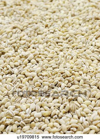 Stock Photography - Pearl barley. Fotosearch