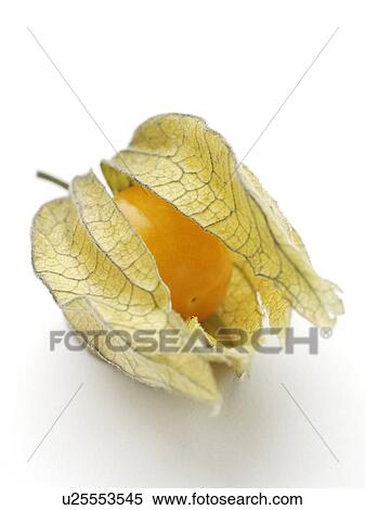 Physalis View Large Photo Image Stock Photography - Physalis. Fotosearch