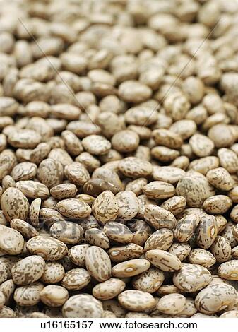 Pinto beans View Large Photo Image Stock Photo - Pinto beans. Fotosearch