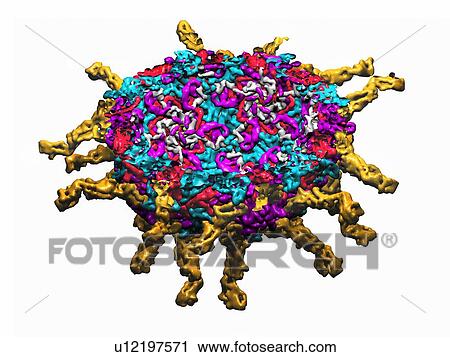 Poliovirus particle, molecular model View Large Photo Image Stock Image - Poliovirus particle, molecular model. Fotosearch