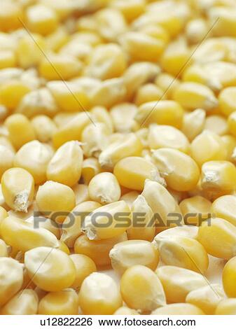 Stock Photograph - Popping corn. Fotosearch