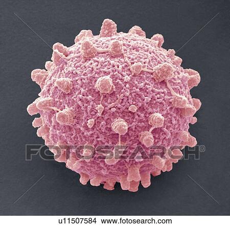 Puffball fungus spore, SEM View Large Photo Image Picture - Puffball fungus spore, SEM. Fotosearch