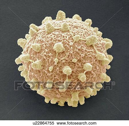 Stock Photography - Puffball fungus spore, SEM. Fotosearch