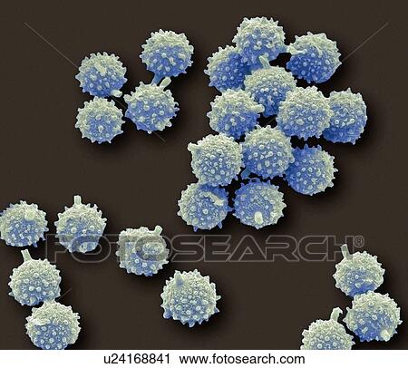Puffball fungus spores, SEM View Large Photo Image Stock Image - Puffball fungus spores, SEM. Fotosearch