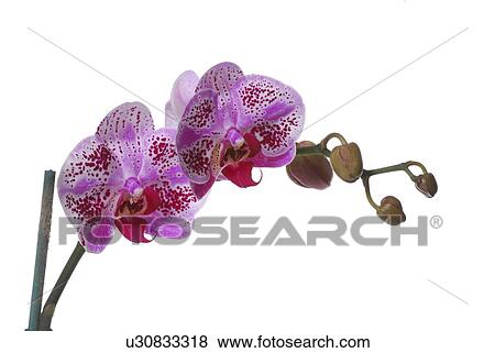 Stock Photo - Purple Orchid. Fotosearch