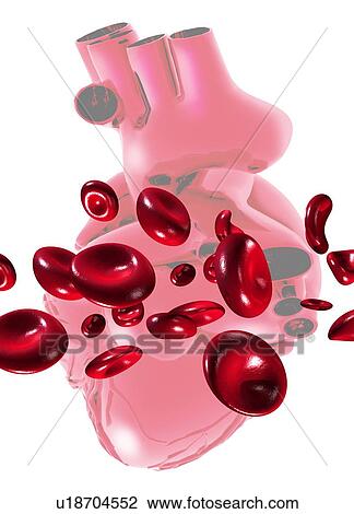 Stock Image - Red blood cells and heart, artwork. Fotosearch