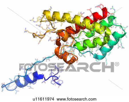 Rous sarcoma virus capsid protein View Large Photo Image Picture - Rous sarcoma virus capsid protein. Fotosearch
