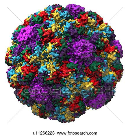 Simian virus 40 particle, molecular model Stock Image | u11266223