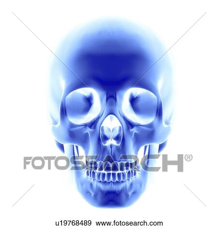 Stock Photo - Skull, computer artwork. Fotosearch