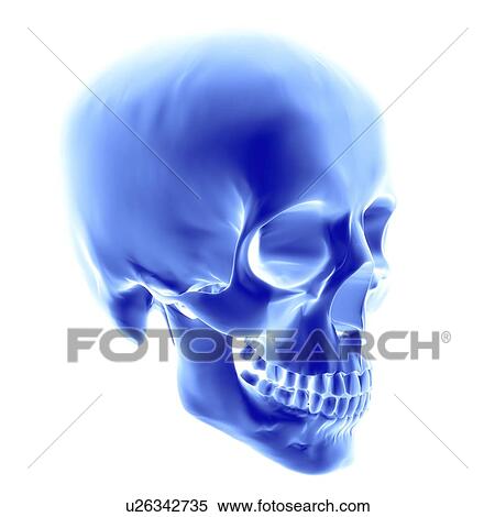 Skull, computer artwork View Large Photo Image Stock Photography - Skull, computer artwork. Fotosearch