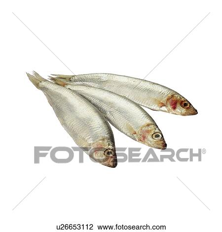 Sprats View Large Photo Image Stock Image - Sprats. Fotosearch