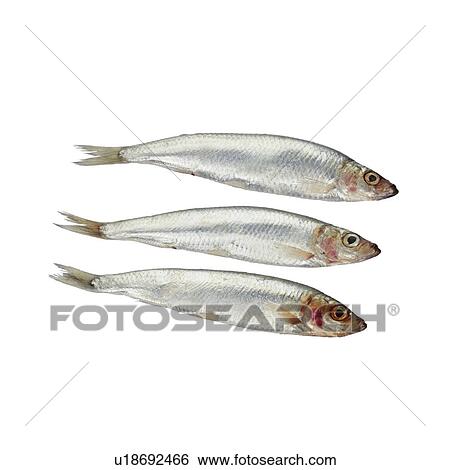 Sprats View Large Photo Image Stock Photograph - Sprats. Fotosearch