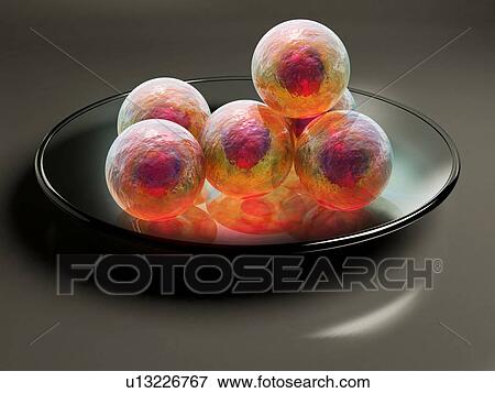 Stem cell research, conceptual artwork View Large Photo Image Stock Photo - Stem cell research, conceptual artwork. Fotosearch