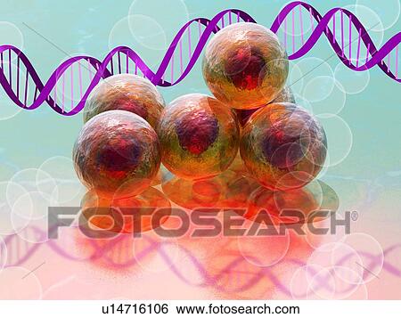 Stock Photograph - Stem cell research, conceptual artwork. Fotosearch