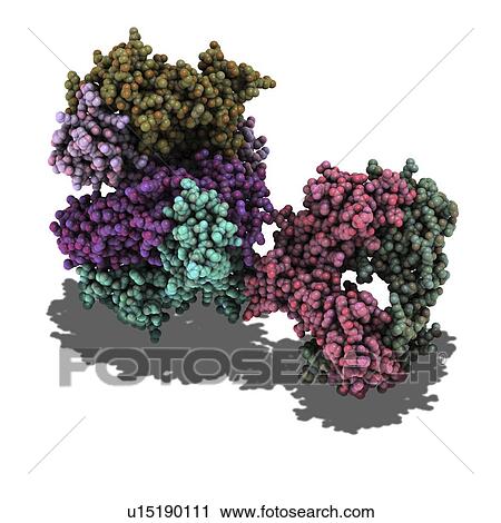 T cell receptor, molecular model View Large Photo Image Stock Image - T cell receptor, molecular model. Fotosearch