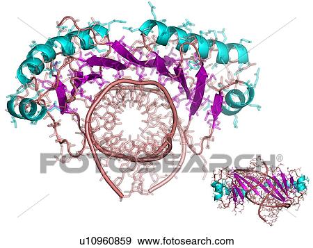 TATA box-binding protein, molecular model View Large Photo Image Stock Photo - TATA box-binding protein, molecular model. Fotosearch