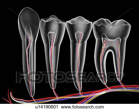 Stock Image - Teeth, cross section. Fotosearch