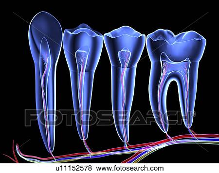 Stock Photo - Teeth, cross section. Fotosearch