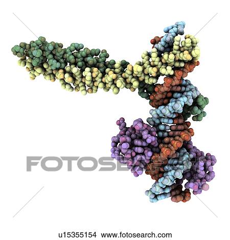 Transcription factor complexed with DNA View Large Photo Image Picture - Transcription factor complexed with DNA. Fotosearch