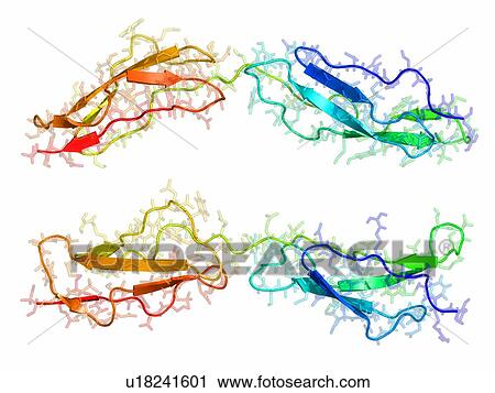 Stock Image - Vaccinia virus complement control protein. Fotosearch