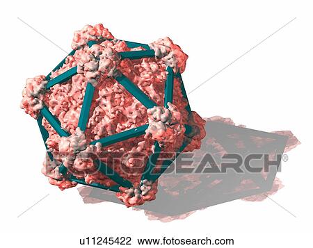 Stock Image - Virus structure, conceptual artwork. Fotosearch