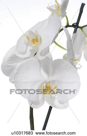 White Orchid View Large Photo Image Stock Image - White Orchid. Fotosearch