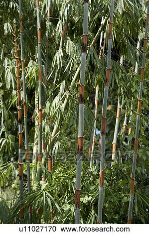 Stock Image - Bamboo forest, Chiang Dao, Chiang Mai Province, Thailand. Fotosearch
