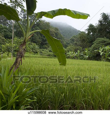 Stock Photo - Banana tree in a field, Thailand. Fotosearch
