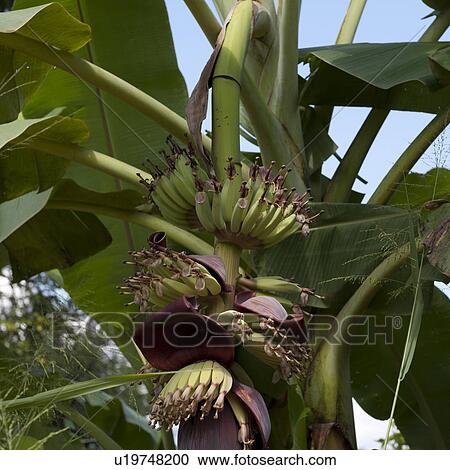 Bananas growing on a tree, Chiang Dao, Chiang Mai Province, Thailand View Large Photo Image Stock Image - Bananas growing on a tree, Chiang Dao, Chiang Mai Province, Thailand. Fotosearch