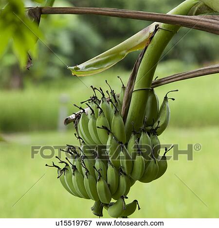 Stock Photo - Bananas growing on a tree, Thailand. Fotosearch