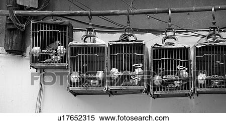 Birds in cages, Shanghai, China View Large Photo Image Stock Photography - Birds in cages, Shanghai, China. Fotosearch