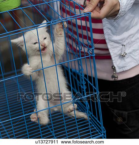 Stock Image - Cat in a cage, Shanghai, China. Fotosearch