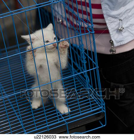 Cat in a cage, Shanghai, China View Large Photo Image Stock Image - Cat in a cage, Shanghai, China. Fotosearch