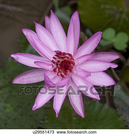 Close-up of a Lotus flower, Thailand View Large Photo Image Stock Image - Close-up of a Lotus flower, Thailand. Fotosearch